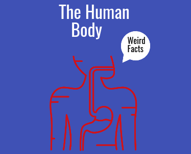 Fun Facts About the Human Body