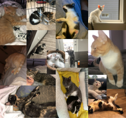 All the animals my family have fostered and adopted out for AHeinz57. If interested in fostering contact the shelters through their website.