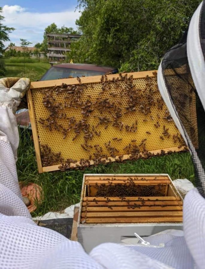 How to Get into Beekeeping