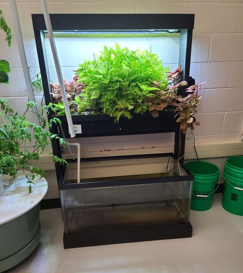 Aquaponics%3A+Vegetables+Grown+with+Fish