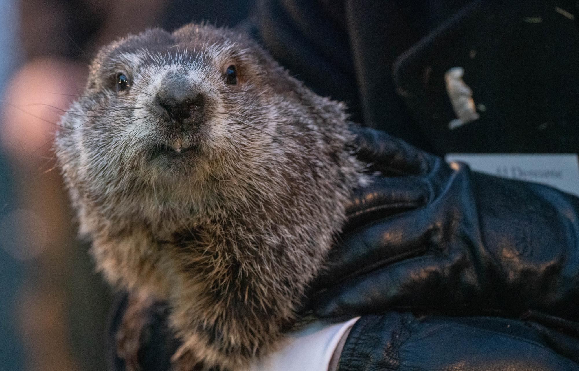 The Strange History Behind Groundhog Day – Black & (Red)gister